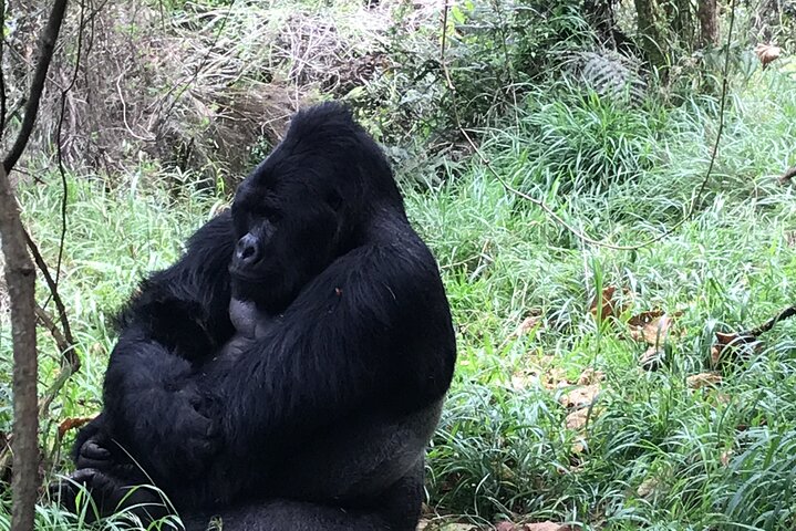1 Day Gorilla Trekking Mgahinga Gorilla NP & Lake Bunyonyi
