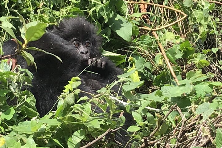 1 Day Gorilla Trekking Mgahinga Gorilla NP & Lake Bunyonyi