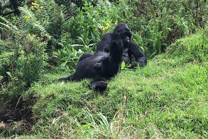 1 Day Gorilla Trekking Mgahinga Gorilla NP & Lake Bunyonyi
