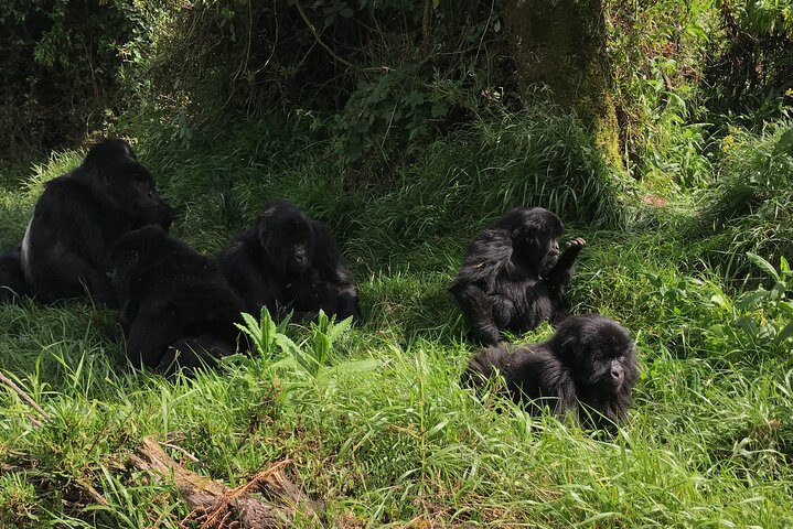 1 Day Gorilla Trekking Mgahinga Gorilla NP & Lake Bunyonyi