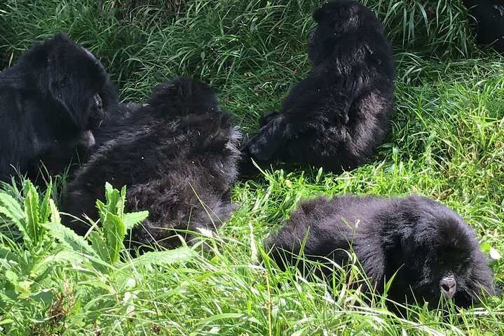1 Day Gorilla Trekking Mgahinga Gorilla NP & Lake Bunyonyi