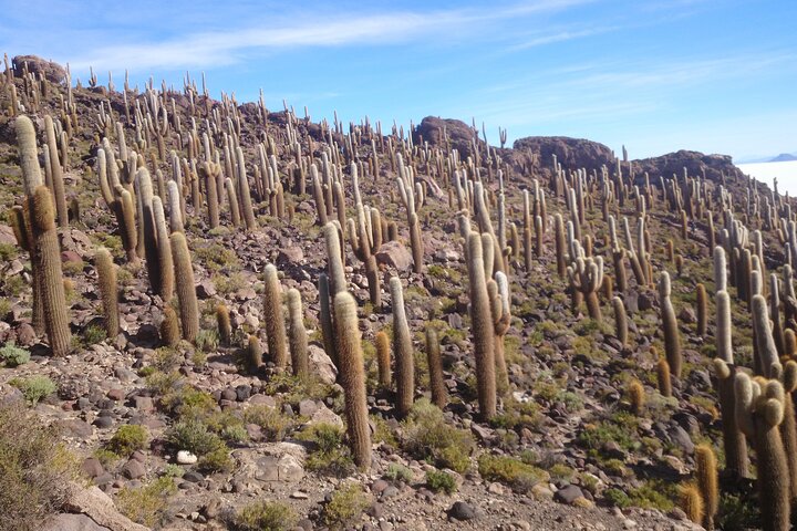 3-Days Tour to the Uyuni Salt Flat and Colored Lagoons +Sunset+Mirror Effect