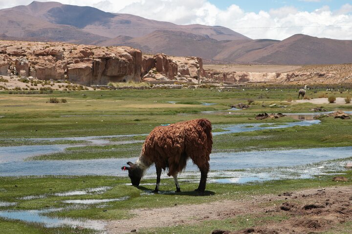 3-Days Tour to the Uyuni Salt Flat and Colored Lagoons +Sunset+Mirror Effect
