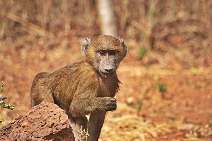 Full Day Accra Safari & private Boat Cruise Tour