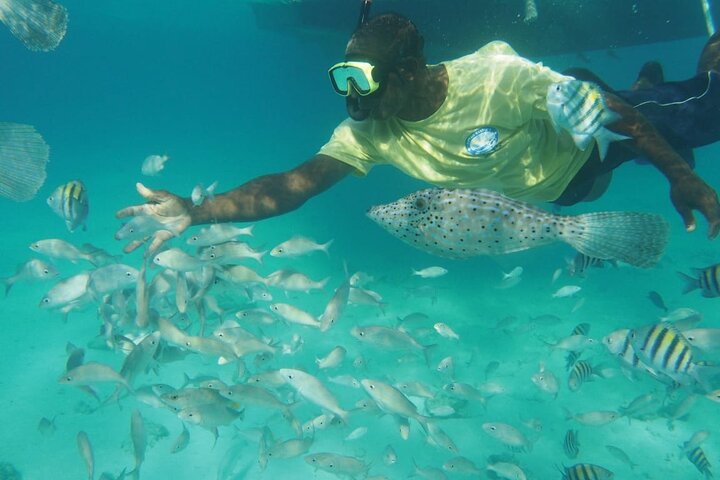 Stingray City Experience Plus Two Snorkeling Stops on Grand Cayman