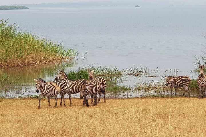 One-day Akagera National Park Game Drive with a Choice 4x4