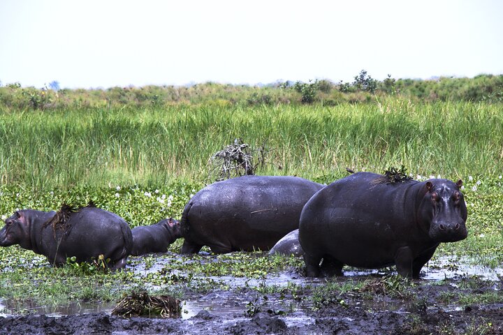 One-day Akagera National Park Game Drive with a Choice 4x4