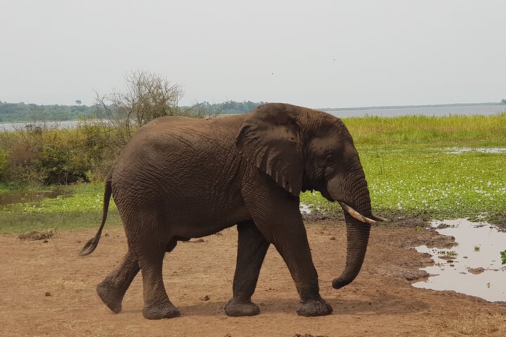 One-day Akagera National Park Game Drive with a Choice 4x4