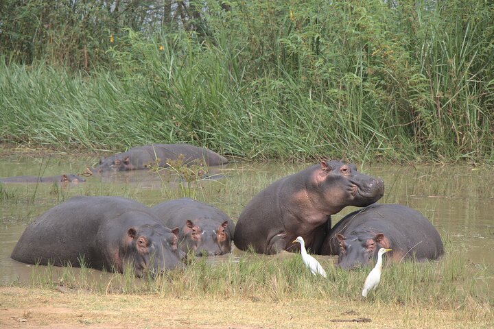 One-day Akagera National Park Game Drive with a Choice 4x4
