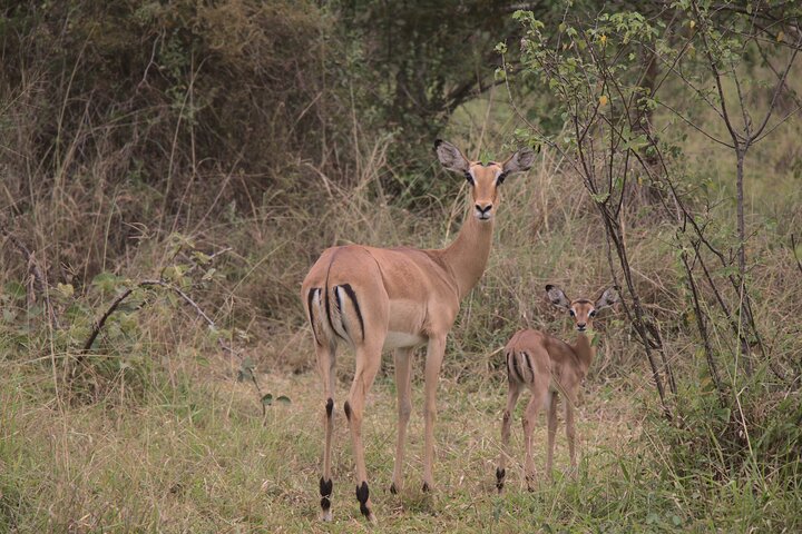 One-day Akagera National Park Game Drive with a Choice 4x4