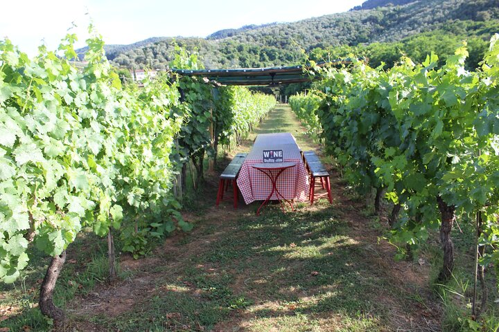 Tuscan Wine Tour in Lucca by van