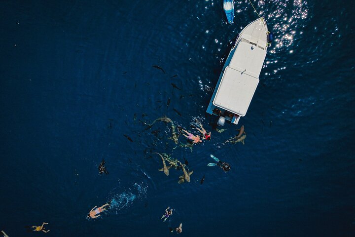 Maafushi: Ship wreck & Nurse shark snorkeling with Dolphin watching