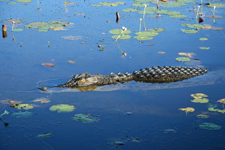 Darwin to Kakadu Day Trip by Air Including Yellow Water Cruise