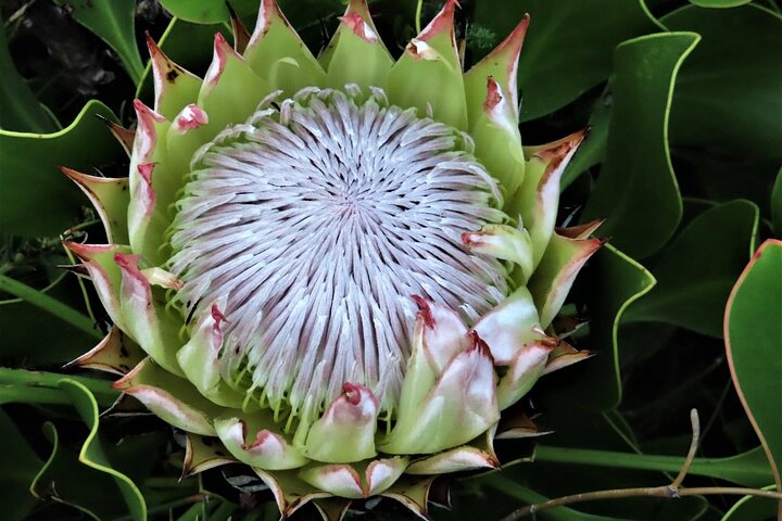 Robben Island and Iconic Table Mountain Tour