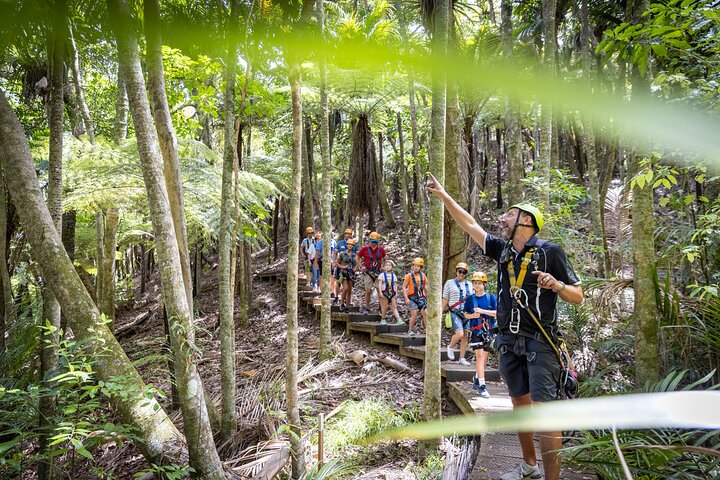 Waiheke Island: Zipline And Forest Walk