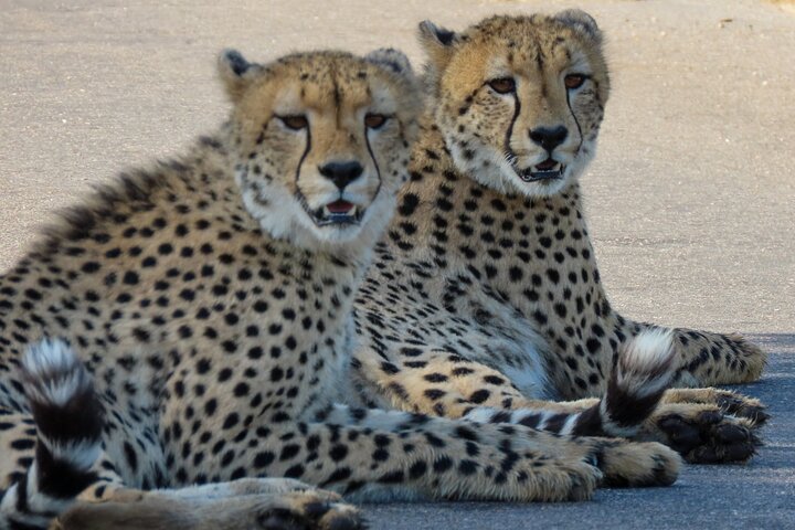 Kruger National Park - Private full day Safari trip.