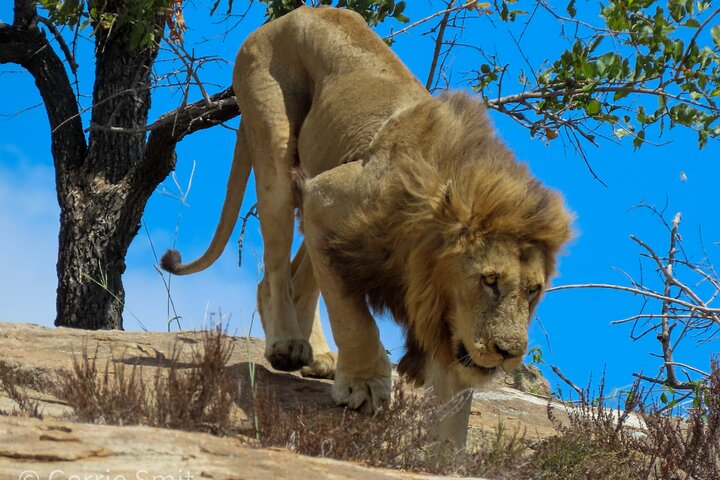 Kruger National Park - Private full day Safari trip.