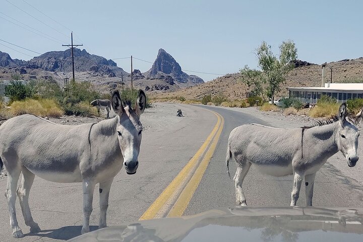 Oatman Mining Camp & Burros: Historic Route 66 Tour from Laughlin