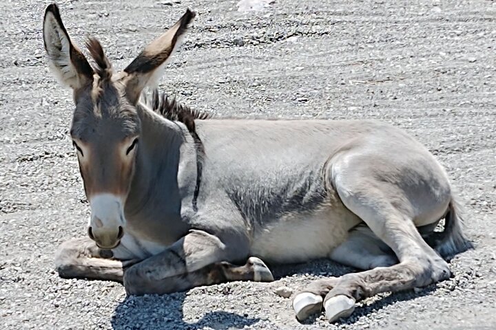 Oatman Mining Camp & Burros: Historic Route 66 Tour from Laughlin