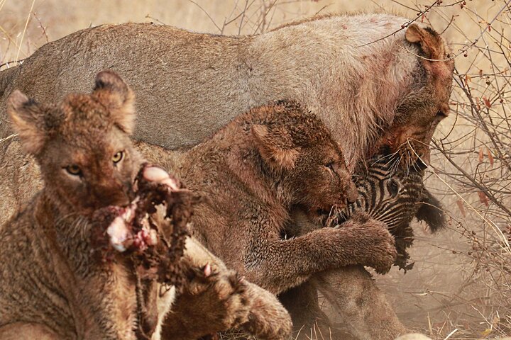 Exclusive Night Drive Safari near Hoedspruit