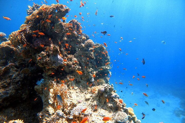 Private Diving Experience in The Heart of Red Sea in Aqaba