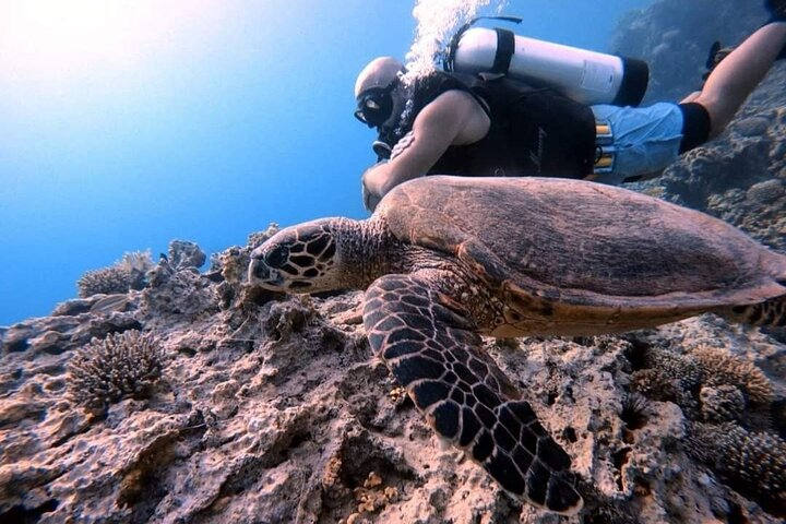 Private Diving Experience in The Heart of Red Sea in Aqaba