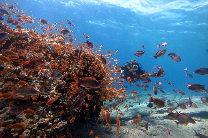 Private Diving Experience in The Heart of Red Sea in Aqaba