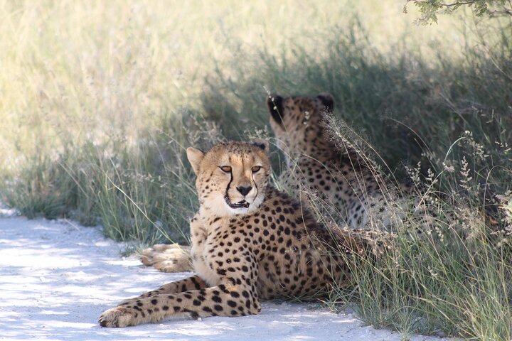 Safari in Etosha national park with professional tour guides born in Etosha.