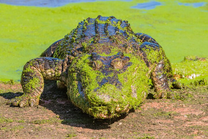 Malcolm Douglas Crocodile Park Tour Including Transportation