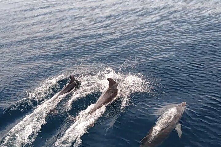 3Hour ALL-INCLUSIVE Sunset Dolphin Watching from Medulin onSandra