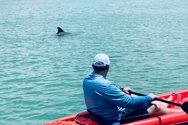 Dolphin and Manatee Adventure Tour of Fort Myers