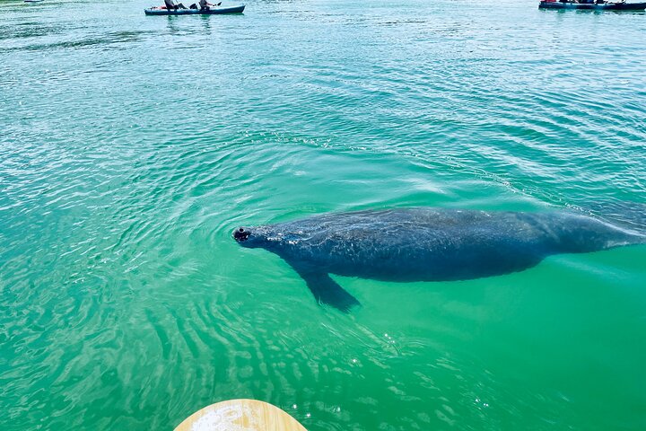 Dolphin and Manatee Adventure Tour of Fort Myers