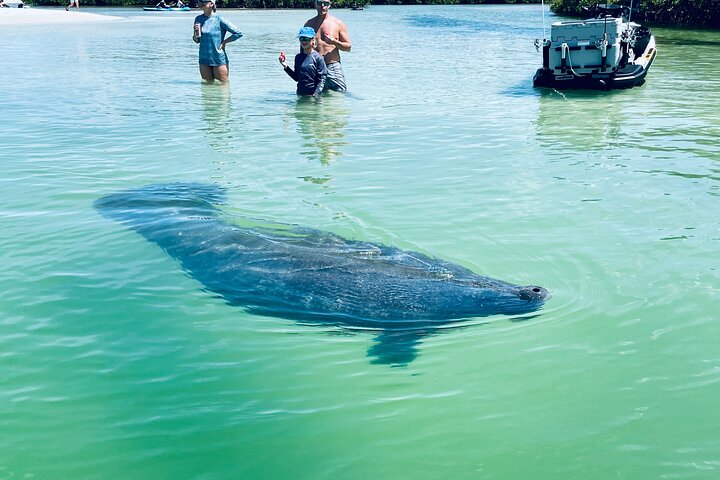 Dolphin and Manatee Adventure Tour of Fort Myers