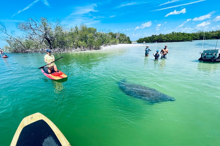 Dolphin and Manatee Adventure Tour of Fort Myers