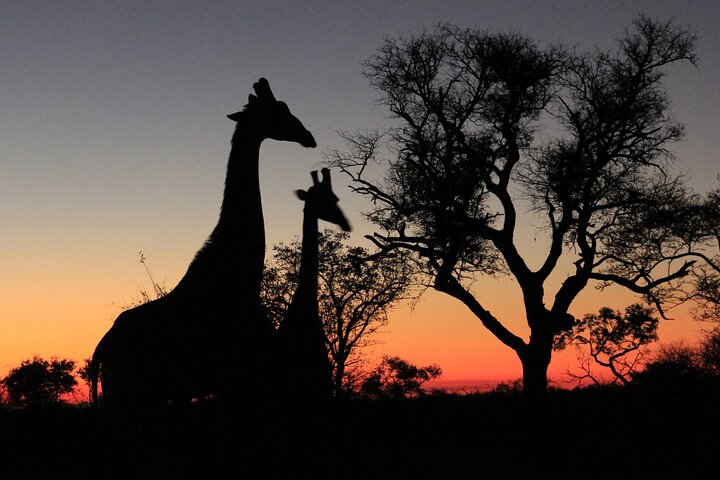Exclusive Night Drive Safari near Hoedspruit
