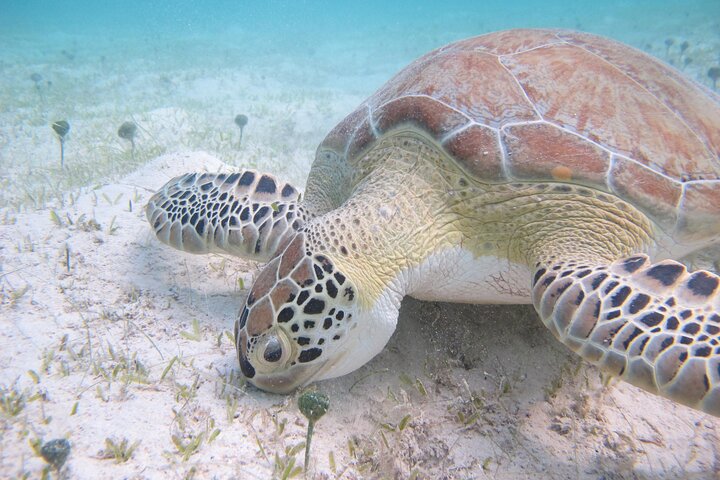 Kayak & Snorkel with Sea Turtles, National Park, St. John
