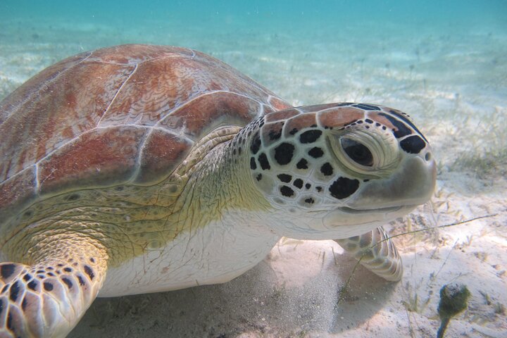 Kayak & Snorkel with Sea Turtles, National Park, St. John