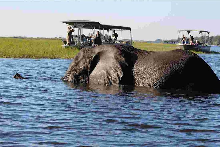 Chobe Safari Day Trip From Livingstone