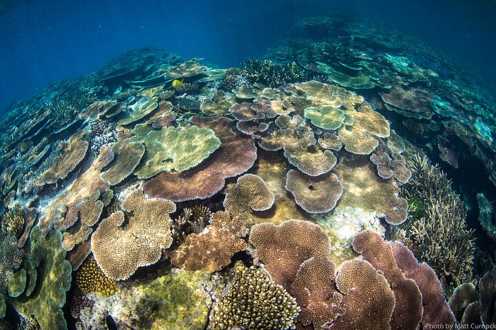 Great Barrier Reef and MOUA Cruise from Townsville or Magnetic Island