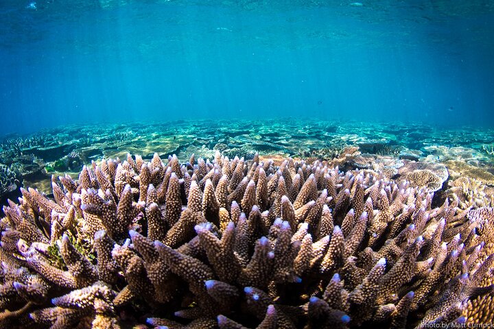 Great Barrier Reef and MOUA Cruise from Townsville or Magnetic Island