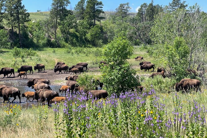 Exclusive: Rushmore, Custer State Park & Crazy Horse