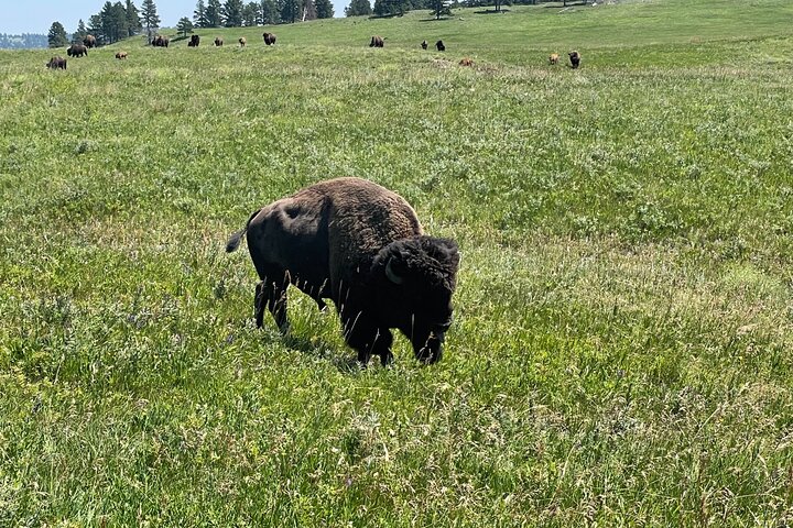 Exclusive: Rushmore, Custer State Park & Crazy Horse