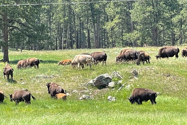 Exclusive: Rushmore, Custer State Park & Crazy Horse