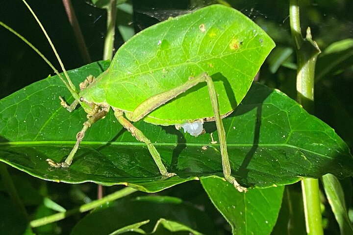 Monteverde Cloud Forest Night Wildlife Experience