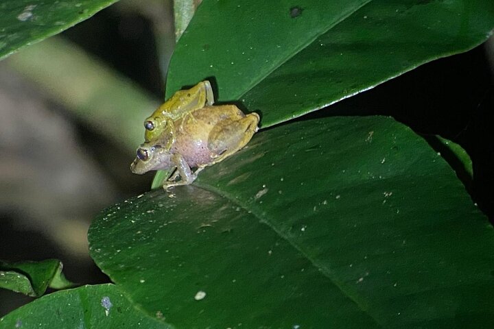 Monteverde Cloud Forest Night Wildlife Experience