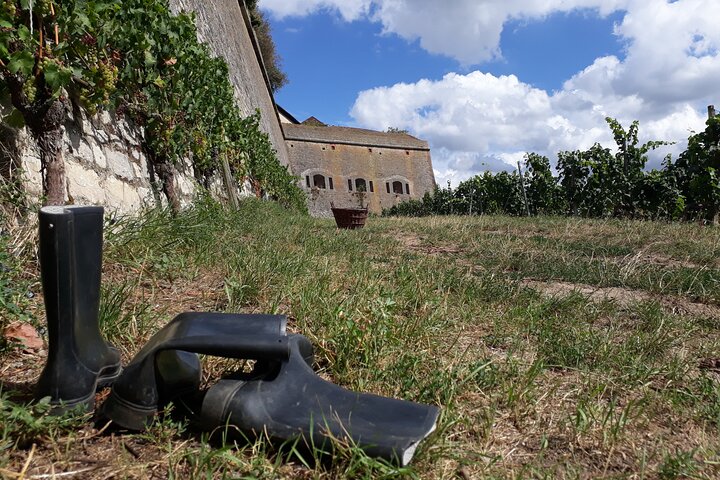Wine rally in Würzburg with tasting