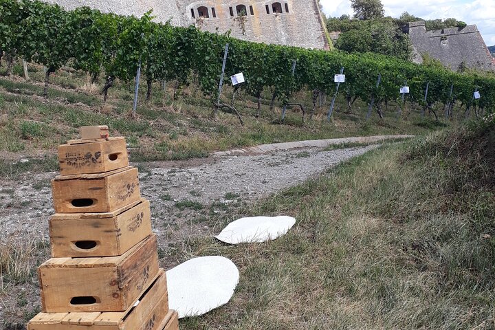 Wine rally in Würzburg with tasting