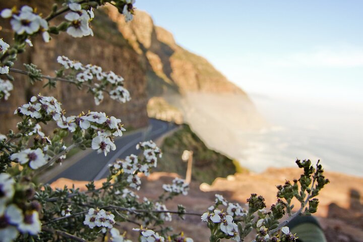 Cape of Good Hope and Boulders Penguins Day Tour from Cape Town