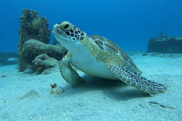 Snorkeling Gear Rental