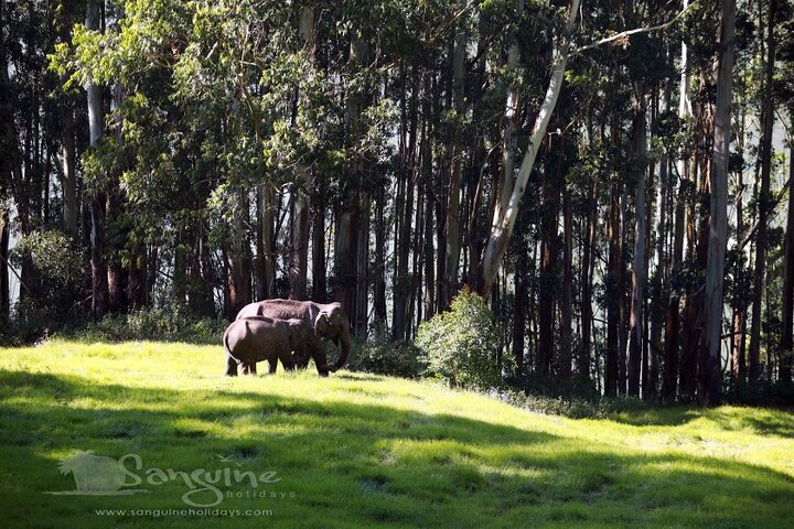 4 Nights Private Deluxe Tour Cochin/Munnar/Thekkady/Houseboat